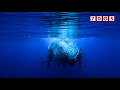 Whale Song Has a Human Language-Like Structure