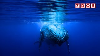 Whale Song Has A Human Language-Like Structure