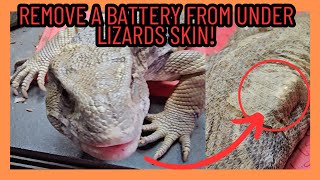 REMOVING A BATTERY FROM UNDER MY LIZARDS SKIN! CRUNCHY SAVANNAH MONITOR SHED