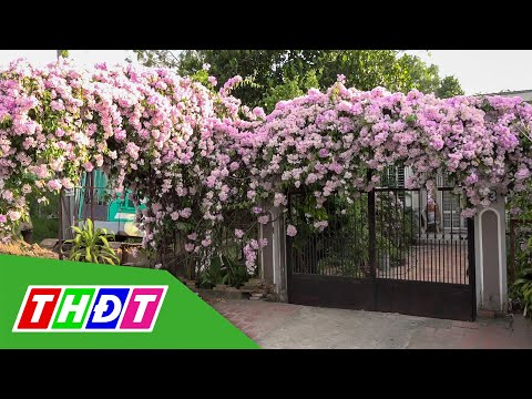 Video Du khách ngất ngây với giàn hoa tỏi đẹp nhất miền Tây... - youtube