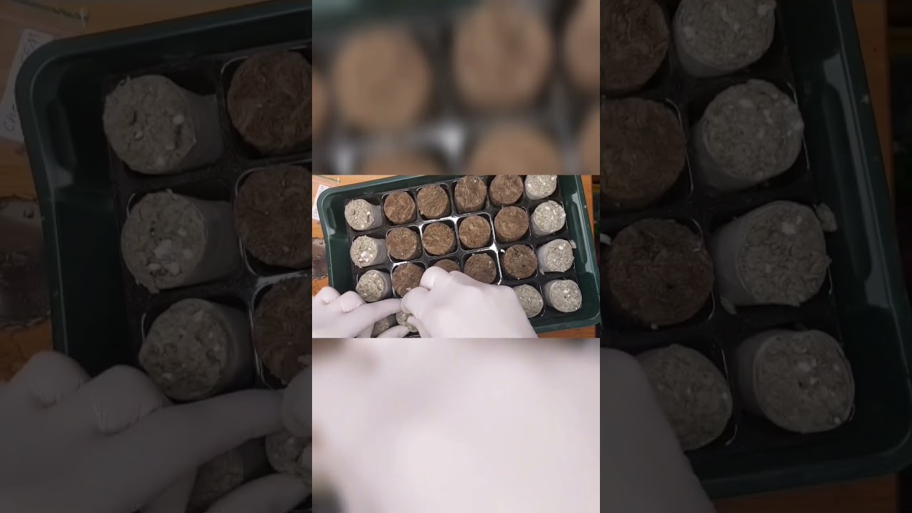 grow diary day 1 "how to plant cannabis seed's into stonewool plugs"
