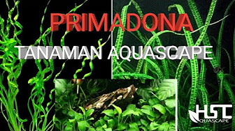 Taman Tanaman Youtube