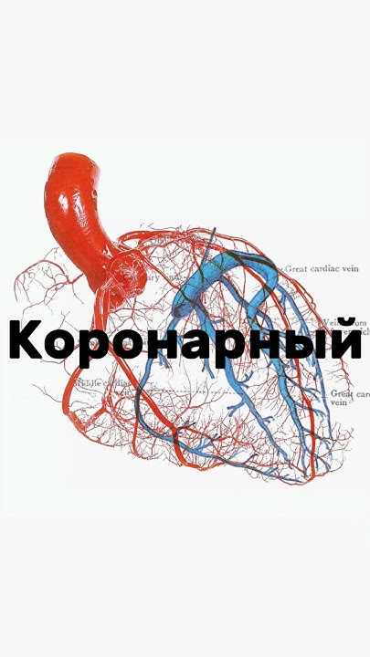 Про круги кровообращения #доктор #кровообращение - YouTube