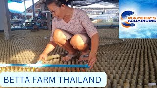 Betta Farm Thailand