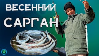 ВЕСЕННИЙ САРГАН. РАЗДАЧА НА ПИЛЬКЕР. РЫБАЛКА В КРЫМУ 🎣