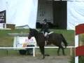 Download Tara Reid riding Lola at Black River Horse Show 08 Tara Reid riding Lola at Black River Horse Show 08