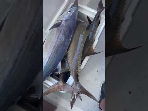 Видео: Ядат ли дюгоните риба?