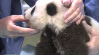 Unbearably Cute Panda Cub Exam Compilation