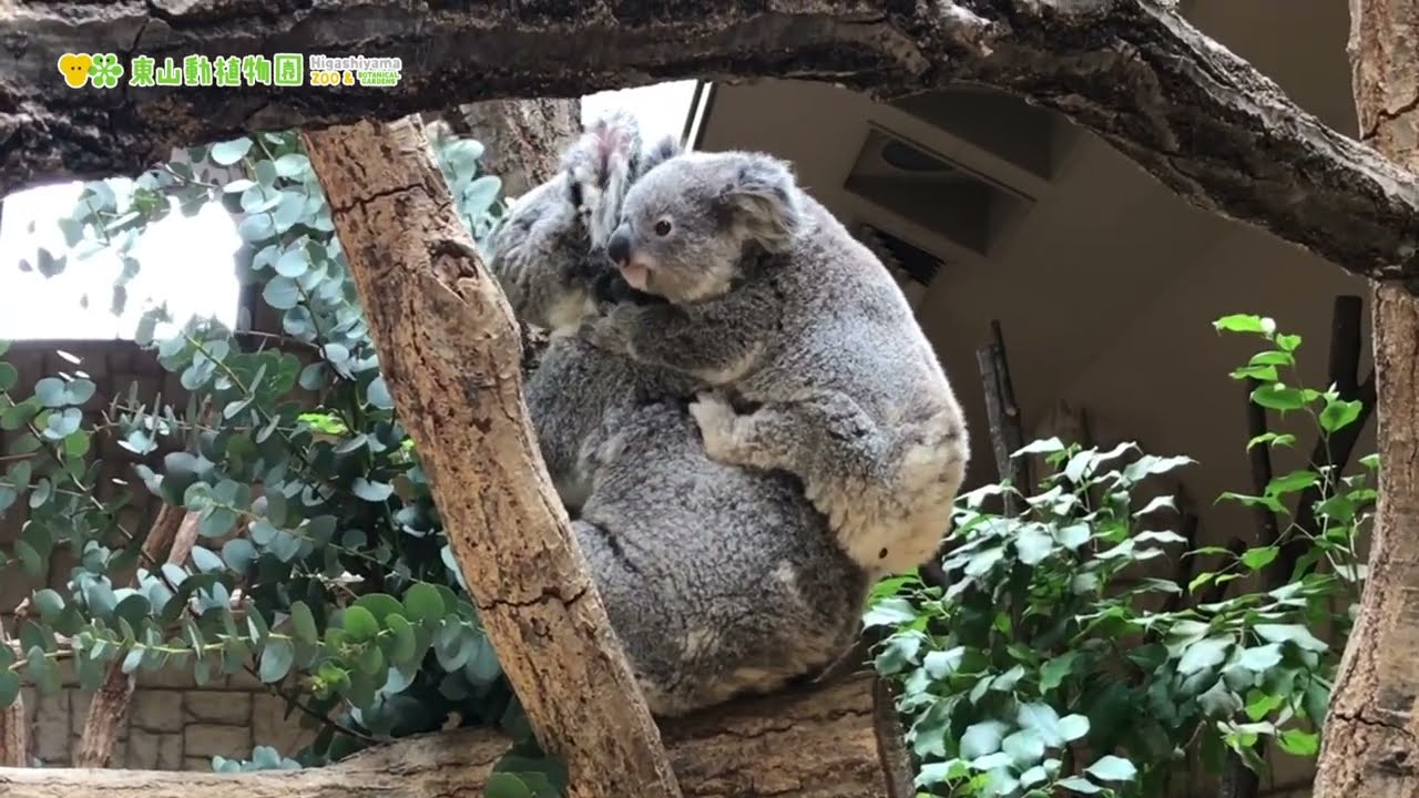 東山動植物園公式】鏡・お・もち《 コアラ 》 - YouTube