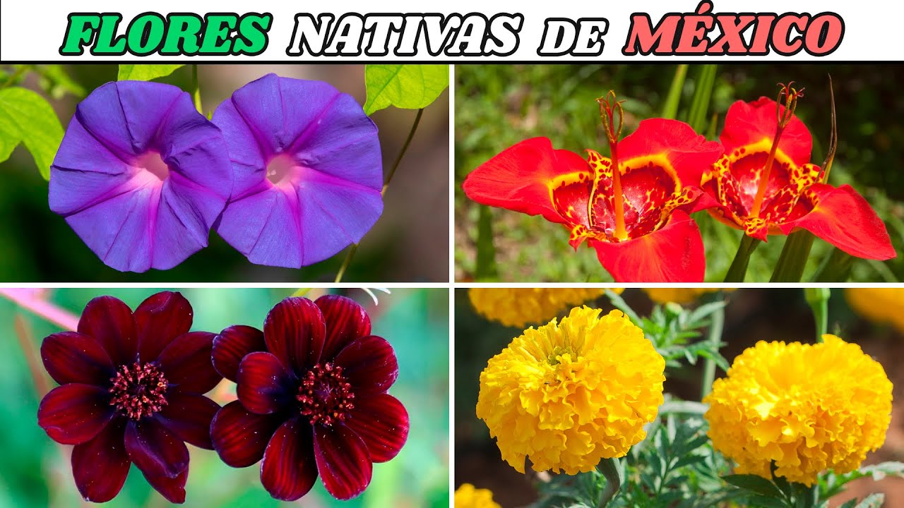10 FLORES NATIVAS de MÉXICO muy HERMOSAS