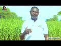 KIJUE KILIMO CHA CHOROKO NA FAIDA ZAKE KWA MAMA MJAMZITO NA MTOTO 