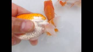 DSCF2214