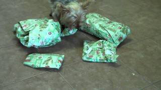 Toffee opening Christmas presents 2011