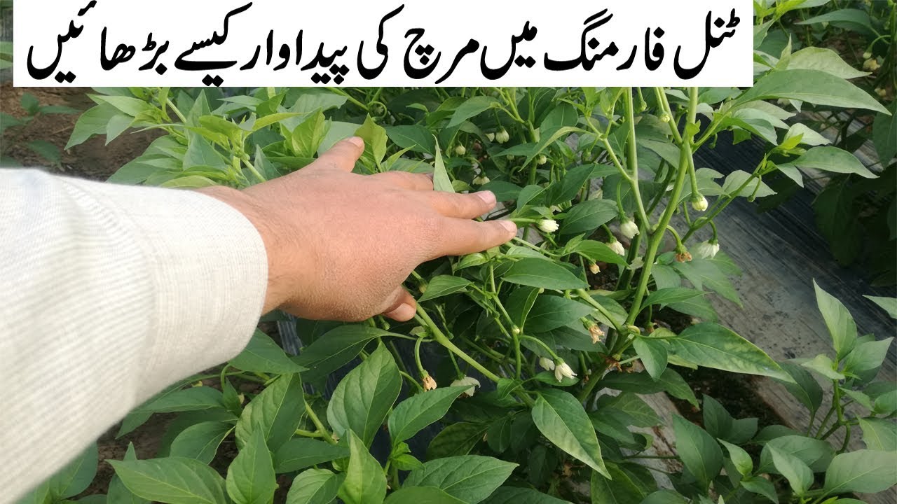 How to Increase the Production Of Chilli In Tunnel Farming By Minhas ...