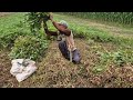 EXTREME SHARPNESS: FARMER CUTTING PEANUT STEMS IN SECONDS! - Agriculture Tools