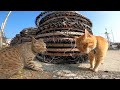 茶トラ猫の漁港パトロールについていったら猫のケンカに巻き込まれた
