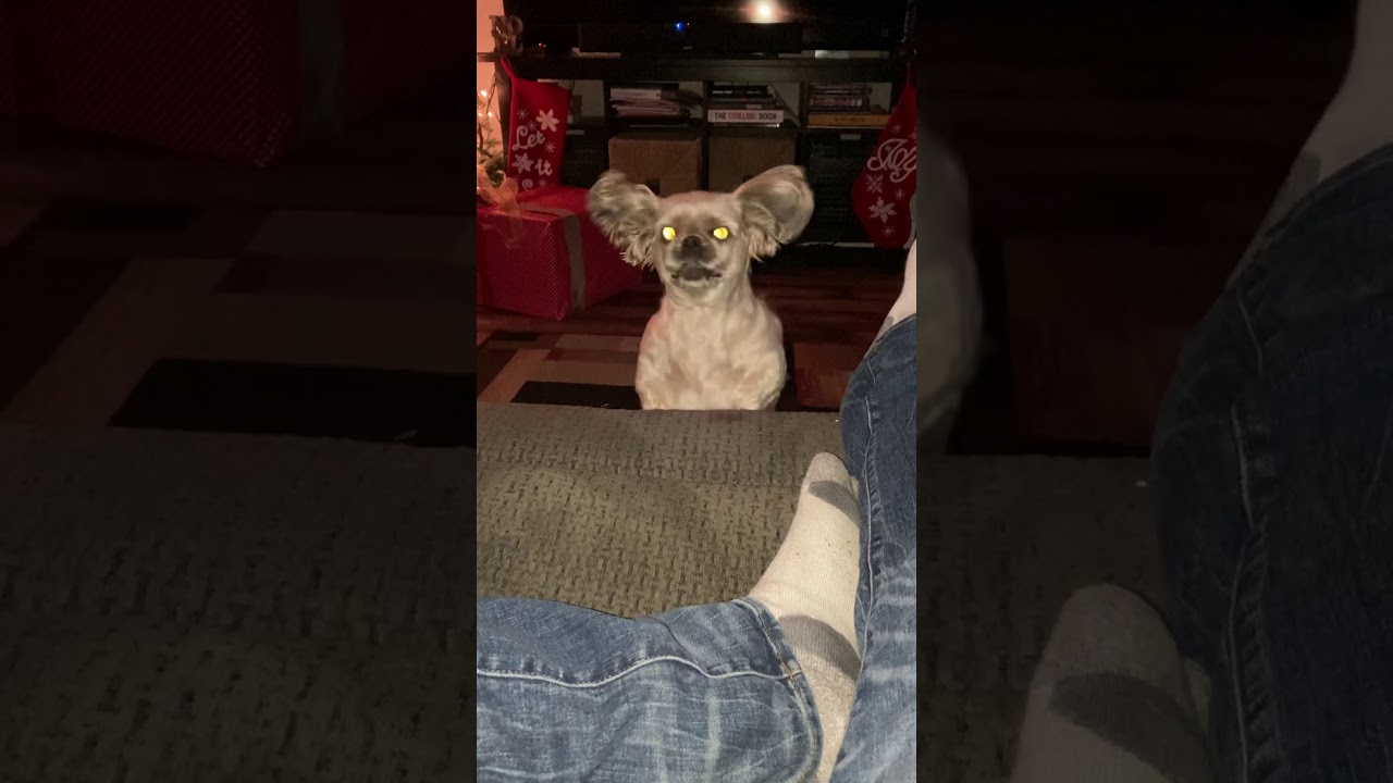 Dog Possessed By Demons YouTube