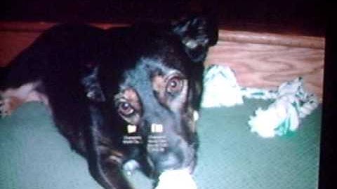 How To Get Sega Genesis Emulator and Roms