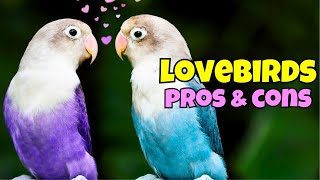 Should You Keep Lovebirds? Unveiling the Pros and Cons