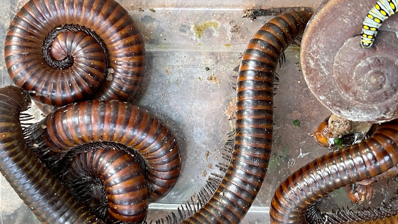 Go hunting for the God of the Moon and get a prize of $9000 and a snail.