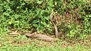 Snake Two Snake Huging In Forming Land Live View Bb Phoenix Men Is Live