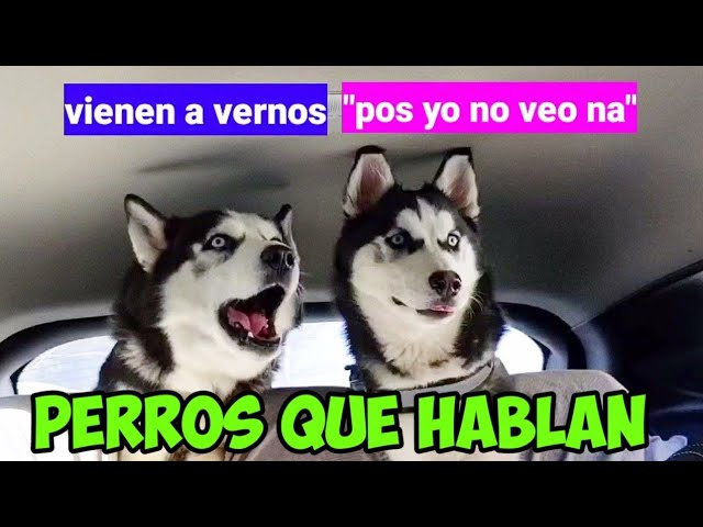 LOS PERROS QUE HABLAN de TIKTOK / FUNNY DOG 🤣 - YouTube