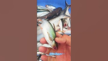 #Shorts /  Câu cá dứa cá xác sọc ba sa quá phê miền tây sông nước #KiềmRapper