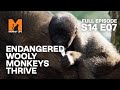 The Last Captive Woolly Monkeys | Season 14 Episode 7 | Full Episode | Monkey Life