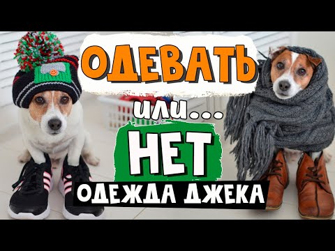 Нужно ли одевать собаку? Одежда для джек рассел терьера