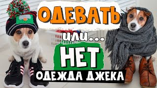 Нужно ли одевать собаку? Одежда для джек рассел терьера