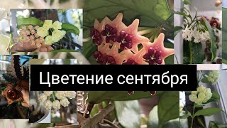 цветение хой в сентябре