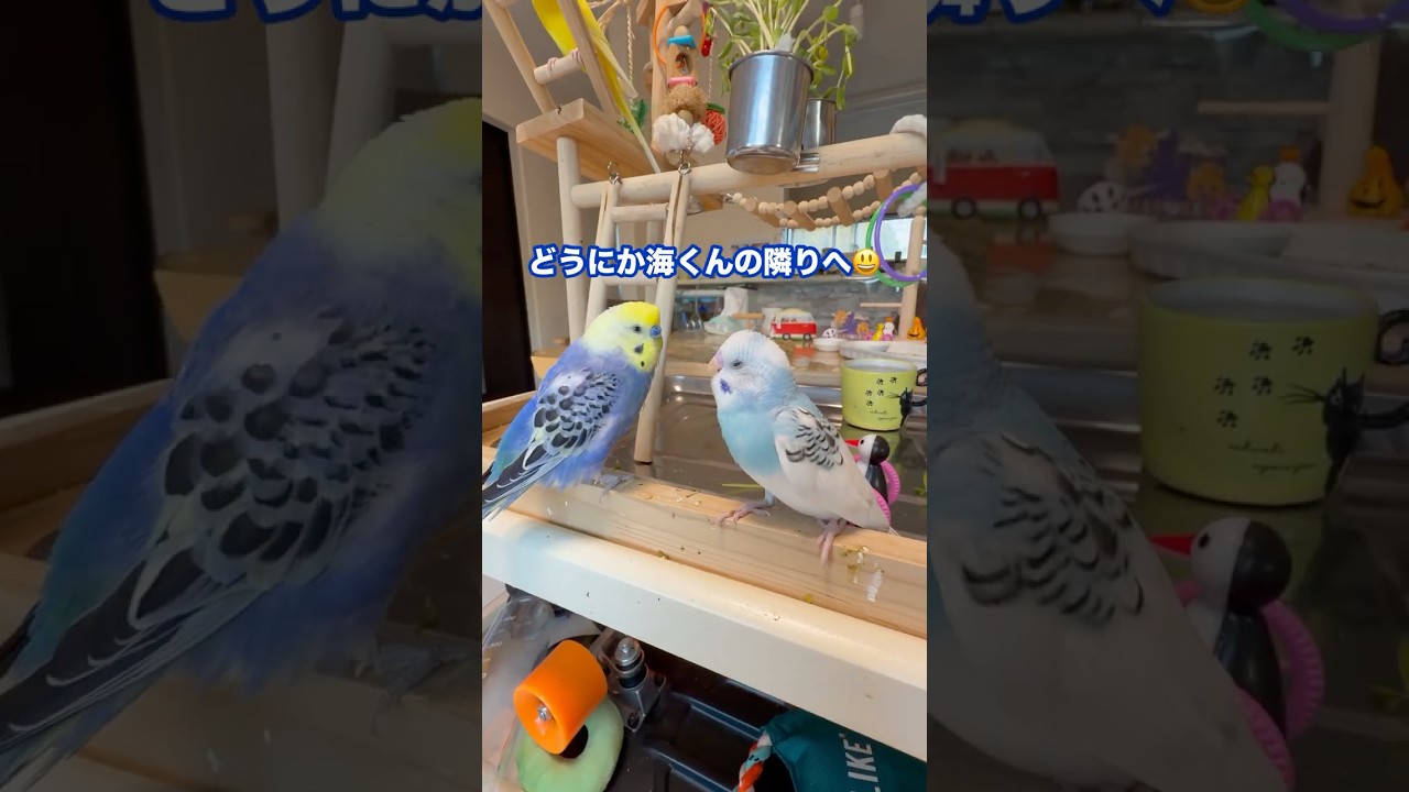 海くんみんなの人気者です🤗 - YouTube
