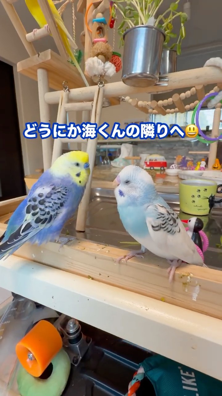 海くんみんなの人気者です🤗 - YouTube