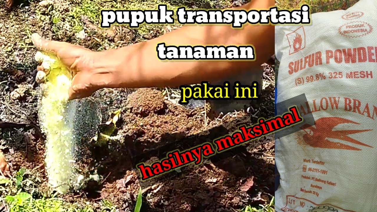 COBA PAKAI INI ( ANTI GAGAL ) - PUPUK LENGKAP AKAN TERSERAP MAKSIMAL