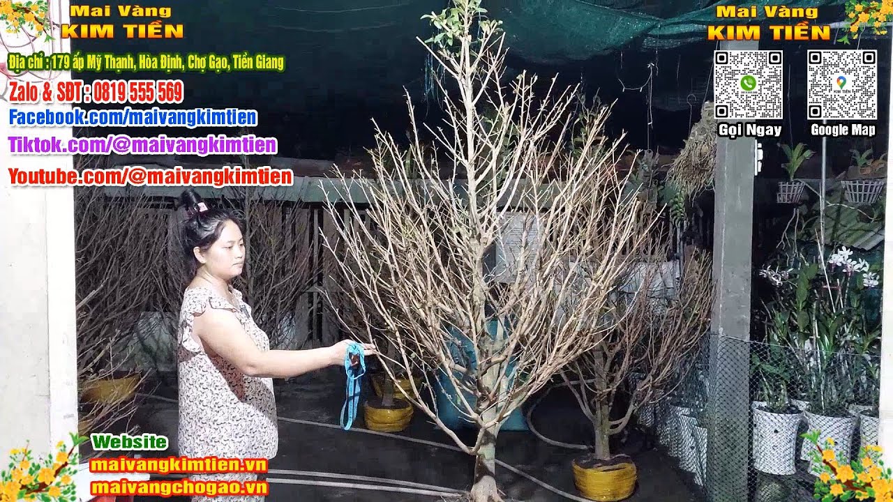 Cây Mai Giảo Thủ Đức Đẹp Tàng Tròn Mai Vàng Kim Tiền Chợ Gạo