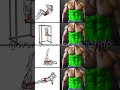 Chest abs and abschest workout with dumbbellschestupper body