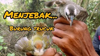 cara ampuh mikat trucukan dengan menggunakan pulut dan MP3
