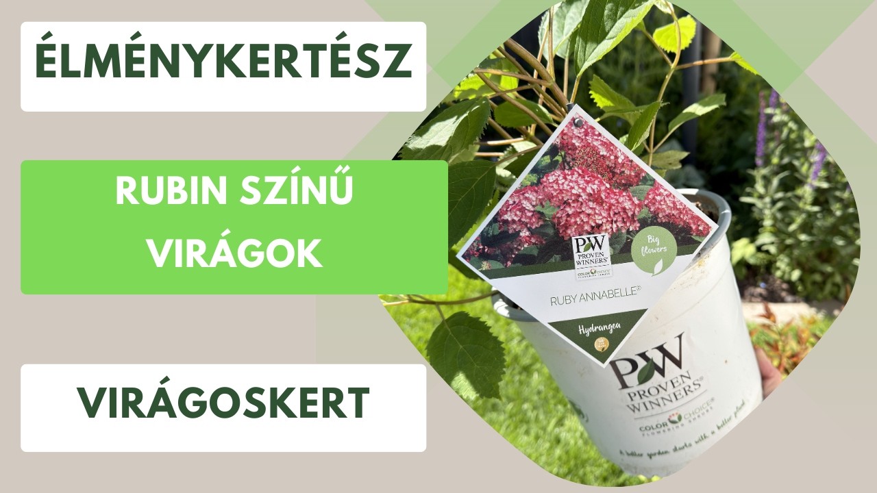 Rubin színű virágzó cserjék a kertben🏡