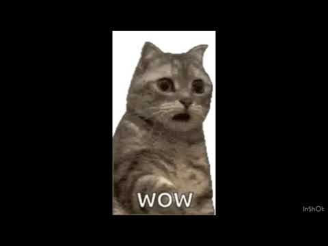 The “wow cat” army
