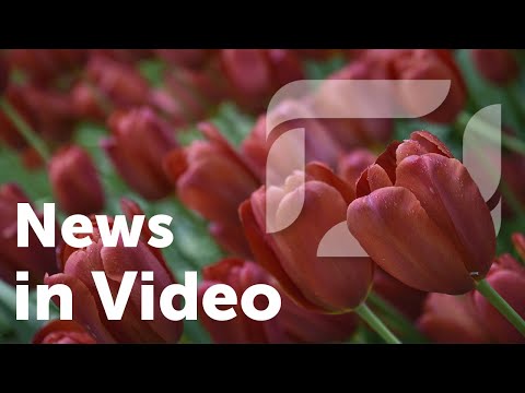 News in Video