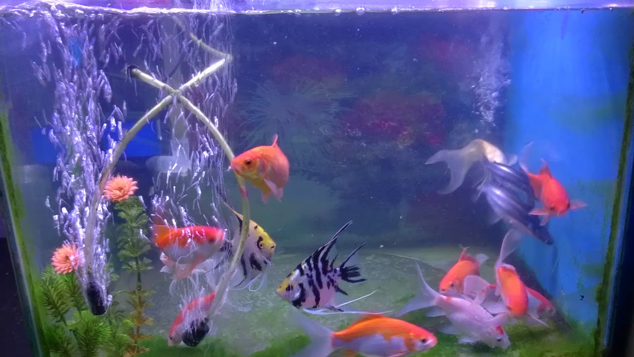  AQUARIUM  KOI  DAN IKAN  LAYANG YouTube