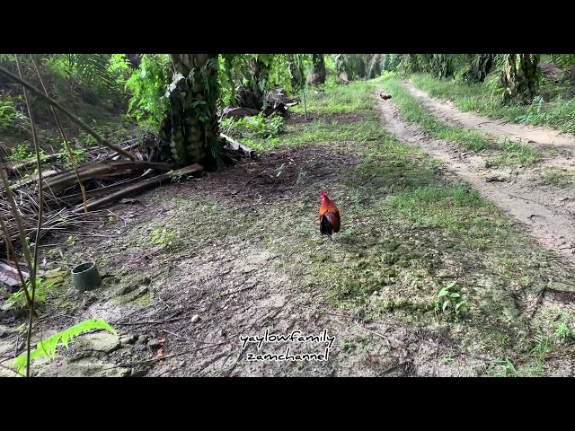 Pikat Ayam Hutan Oscar Minit , Laman Lombong Biji Timah ESTATE UP class=