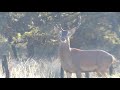Brama del ciervo colorado en La Pampa 2021