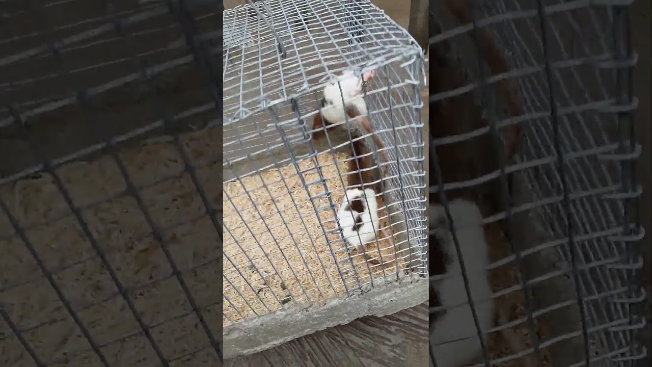 Coloured Rats || Long Evans Rats