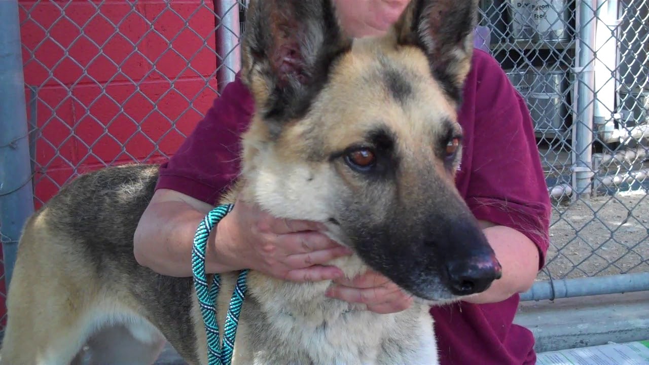 adoptables amino A4792726 Dempsey | German Shepherd