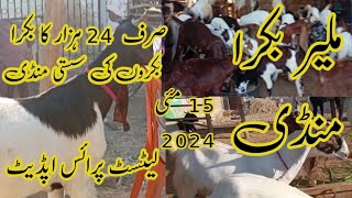 Malir Bakra Mandi || latest price update 2024 #mandi