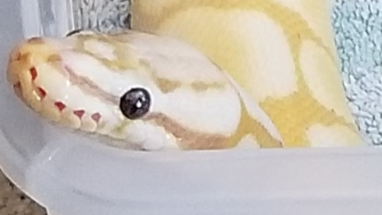 Ball python set up for beginners stuck shed fix and temperature of cage ...