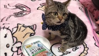 ごはんだよ！まぐろフレークを幸せそうにムシャムシャ食べる子猫