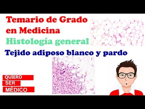 Tejido adiposo blanco y pardo | Histología