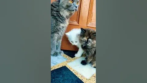 Watch the video about Persian kitten avilable😱😱#shorts #shortsfeed #youtubeshorts
